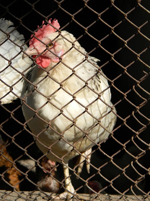 或许能够以 或许能够以